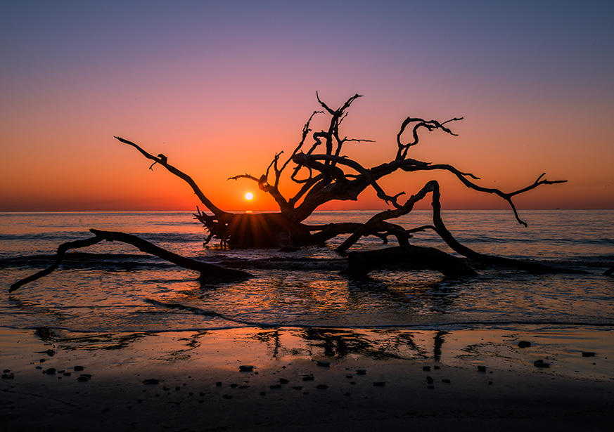 Driftwood Beach. Fuente de la imagen: Golden Isles CVB 