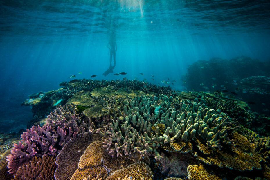 Toma submarina de un arrecife (Crédito Gary Cranitch)
