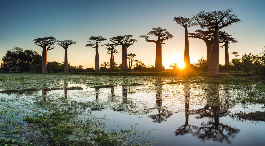 Baobab Trees at Sunset (UNESCO World Heritage site), Madagascar. Imagen:Emirates