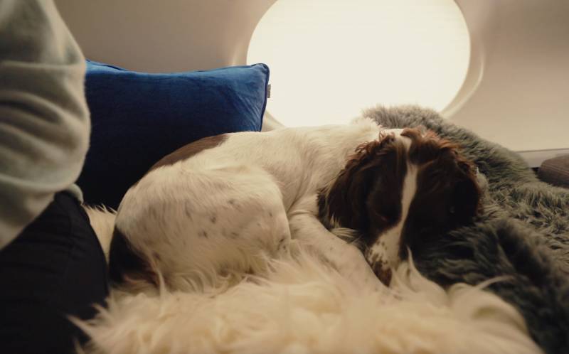 Así es como deben viajar las mascotas de la familia. El primer servicio internacional de transporte de mascotas en cabina del mundo, Biscuit Class de Vicuna Air. Es hora de que las mascotas vuelen con comodidad. ©Vicuna Air