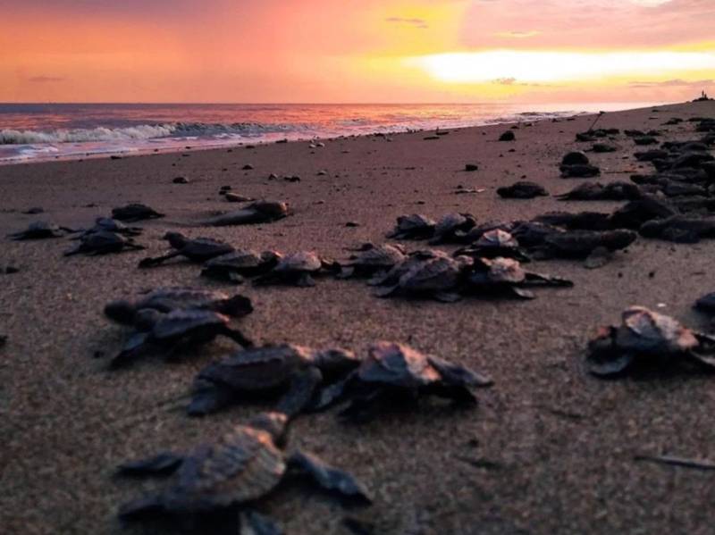 Imagen: Fidetur Puerto Vallarta